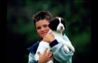 Wunder-Hunde-Eine-magische-Geschichte-Hundefilm-Tierfilm-fr-Kinder-Spielfilm-Kinderfilm-1