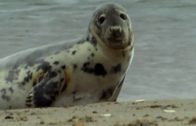 Das-Leben-im-Wattenmeer-Tierdokumentation-Lehrfilm-Tierfilm-Schulfilm-Tiere-in-voller-lnge-1